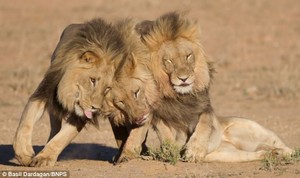 lions                                