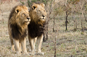  lions