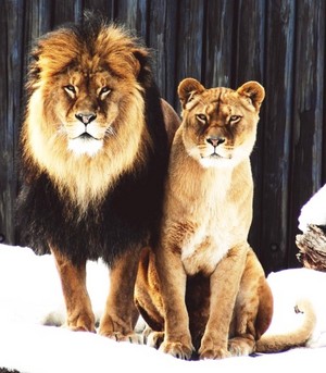 lions                       