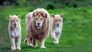 lions                       
