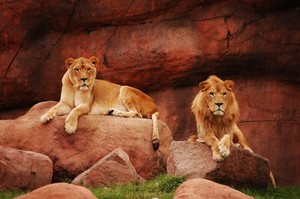 lions                