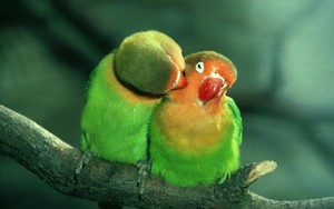 Amore Birds..........