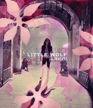  Little wolf