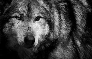 wolf              