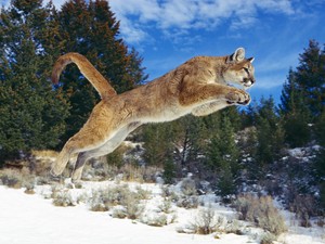  Cougar achtergrond
