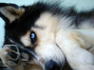  Beautiful wolf w/Blue Eyes