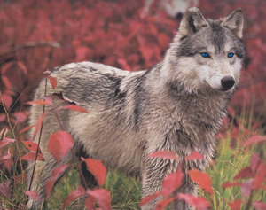  Pretty wolf w/blue eyes. :D