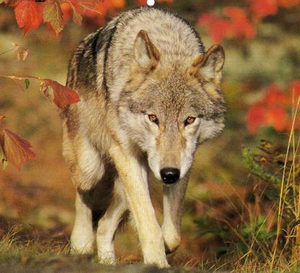  A Stunning wolf