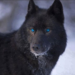  Black serigala, wolf w/blue eyes. <3
