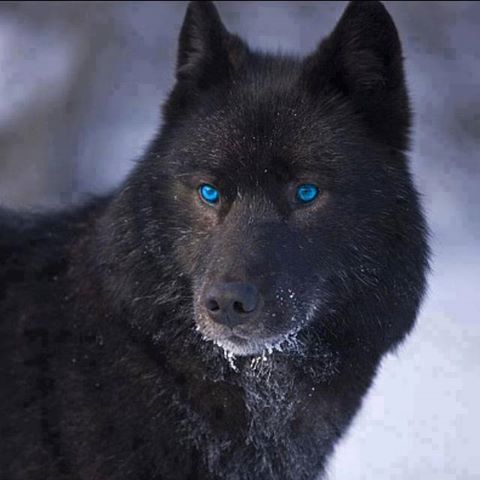  Black wolf w/blue eyes. <3