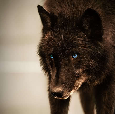 brown black wolf