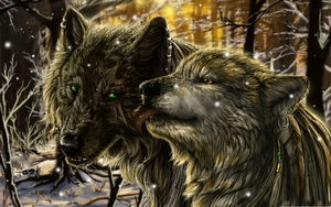  Awe serigala, wolf Cinta <33333