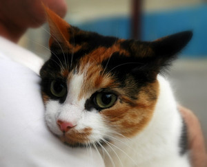 The cat who detected a human's breast cancer
