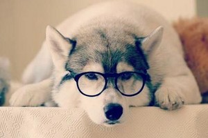  Dog with glasses