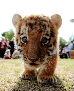  Cute Tiger cub