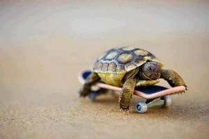 Turtle riding a skateboard