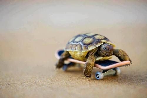 Turtle riding a skateboard - Animals Photo (36782386) - Fanpop