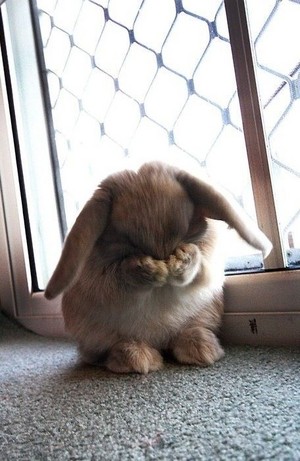 Rabbit crying