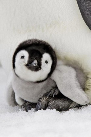  Baby 企鹅