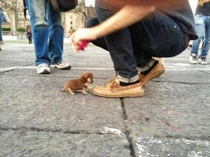 Little tiny baby puppy!