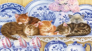 Kittens Sleeping with dishes!