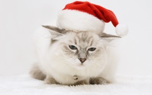  Рождество Cat
