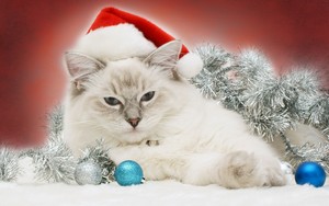  क्रिस्मस Cat!