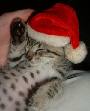  क्रिस्मस Kitten