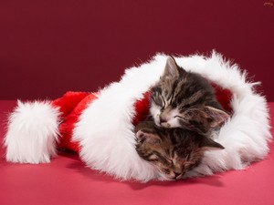 Christmas Kittens.