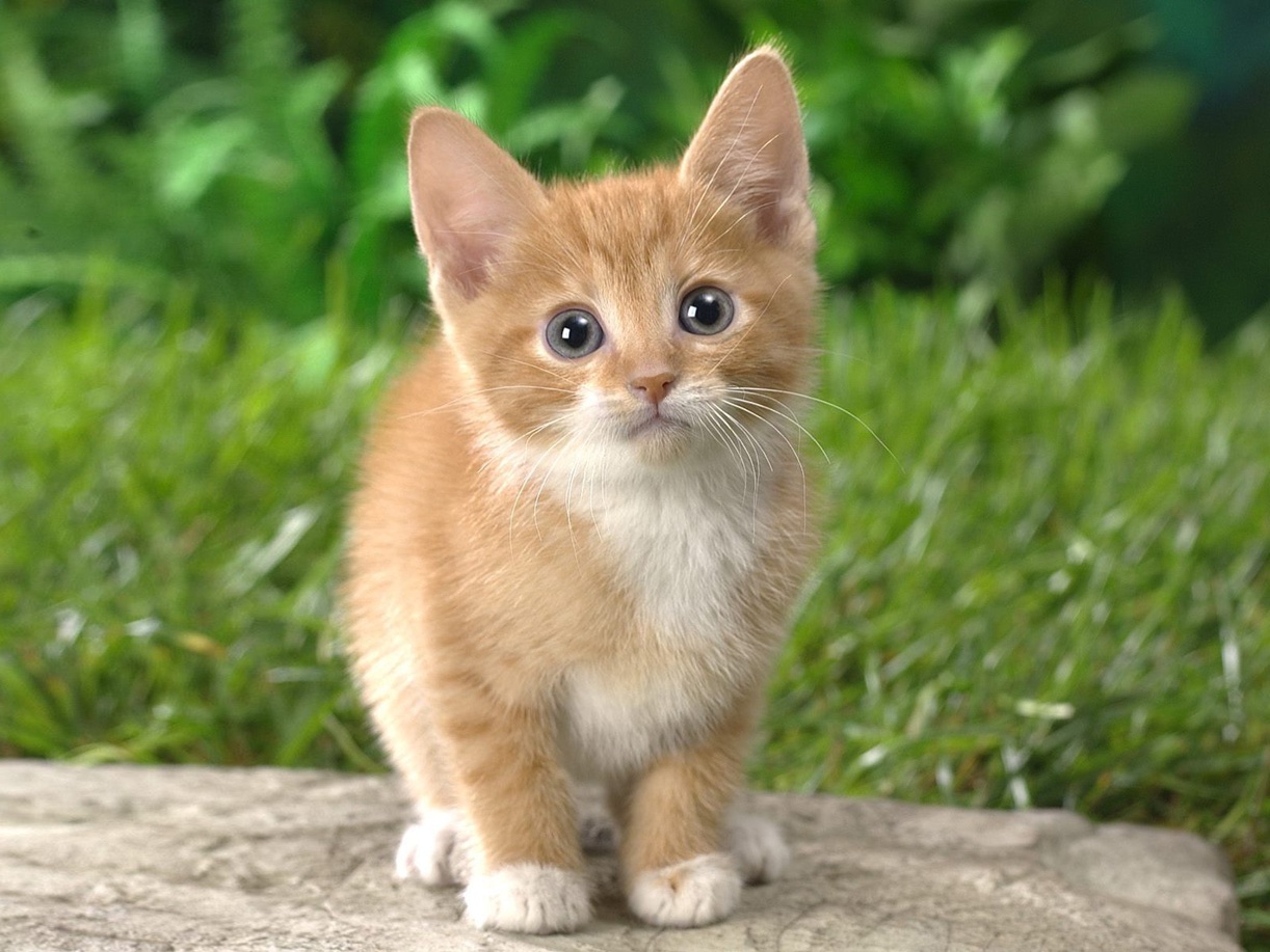 Cute Little Kitten - Cats Photo (36712791) - Fanpop