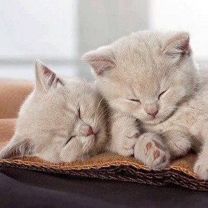  Two Cuddly Котята