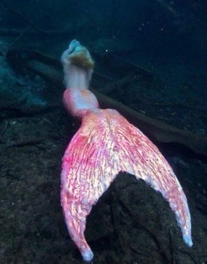  mermaid <3