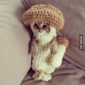 Cat mushroom :3