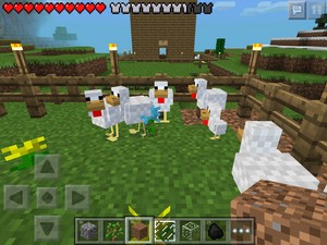  Chickens hang out at my chicken farm