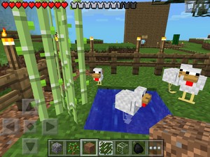  The chicken pool at the chicken farm