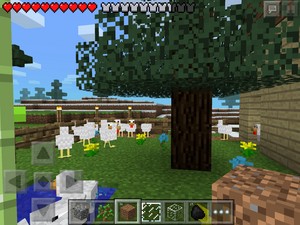  Over all Look of my chicken farm