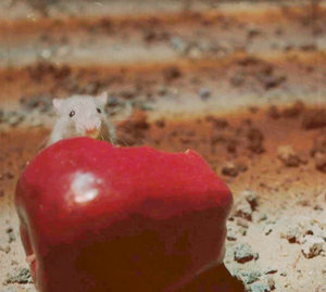  OUAT - maçã, apple rato