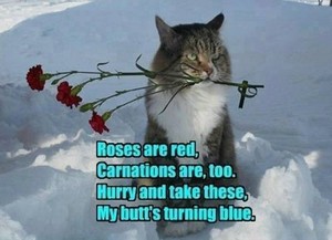  rosas are red :P