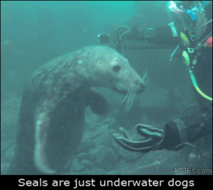 zeehond, seal