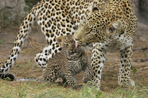  Mother leopard and cub