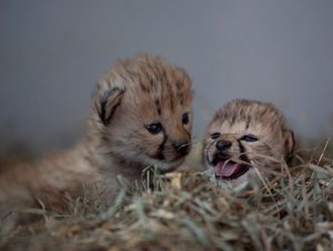  Cute cheetah cubs