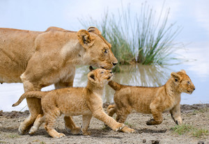  Mother সিংহী and cubs