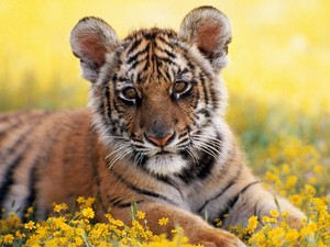  Adorable tiger cub