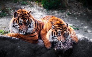  mga tigre