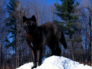  Black волк in snow