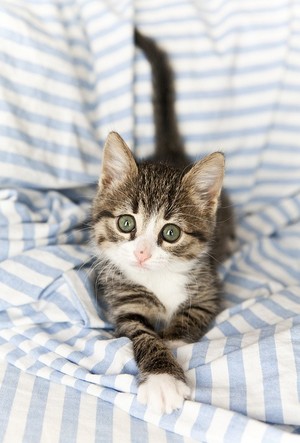  A Cute Little Kitten