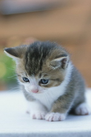  A Cute Little Kitten