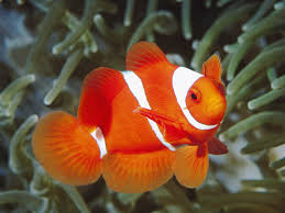  toi will be swimmin' in the ocean with poisson like this!