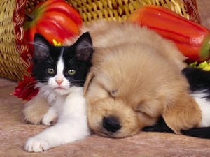 小狗 and Kitten