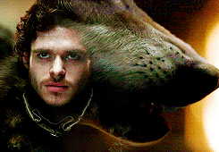  Robb and Grey Wind